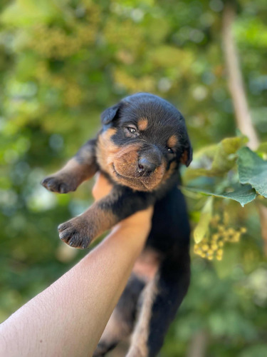 Cachorros Rottweiler