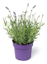 Comprar Lavanda Ahuyenta Mosquitos Transmisores Del Dengue