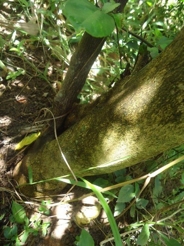 Rural - Venda - Loteamento Chácaras Gargantilhas - Cod. Ch0034 - Vch0034