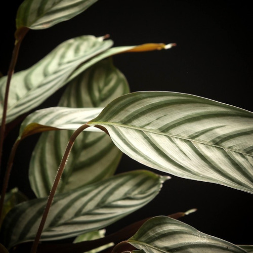 Calathea Compactstar - Planta De Interior