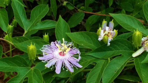 Passiflora 100 Gr Ervas Secas