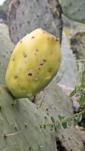 3 Variedades Pencas Nopal Tunero, Tuna Blanca, Lc