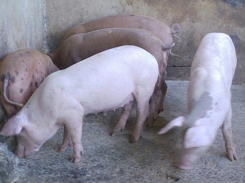 Leitoes Quatro Pernil
