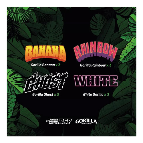 Gorilla Familia Mix X12 Bsf