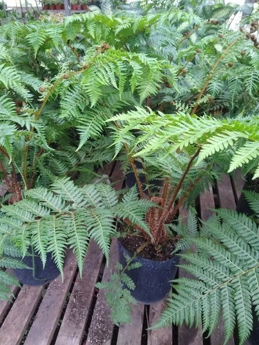 Helechos Arborescentes Alsophylla, Cyathea Australis !