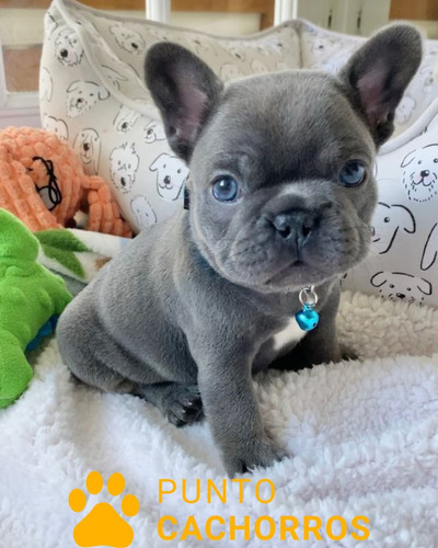 Bulldog Frances 48 Atigrado