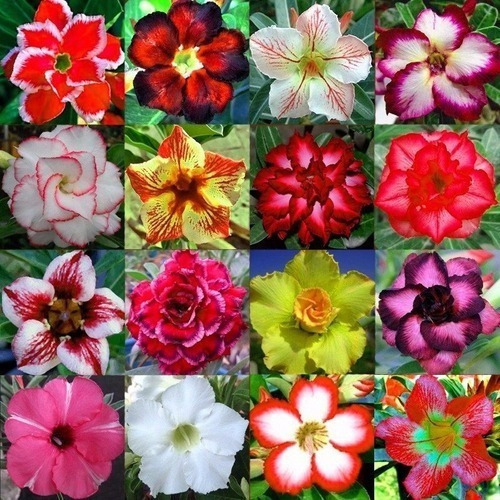 40 Sementes De Rosas Do Deserto Mix De Cores E Espécies.