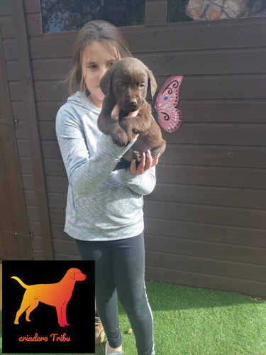 Criadero Tribu, Los Mejores Labrador Retriever De Argentina