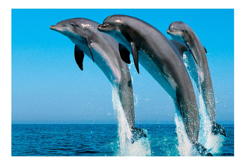 Vinilo 50x75cm Delfines Mar Salto Salpicando Agua