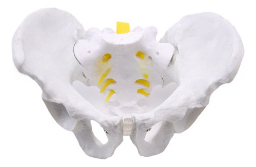 Mini Pelvis Interactiva Con Músculos Pélvicos Movibles