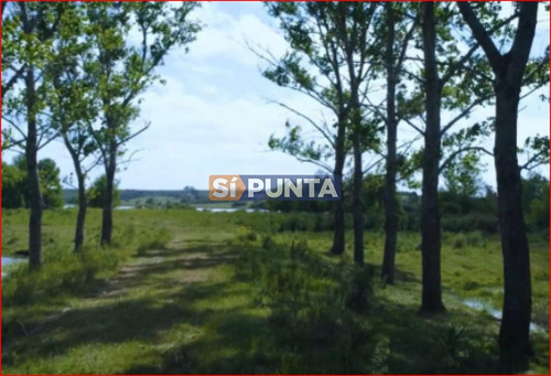 Imagen 5 de 7 de Chacra En Venta
