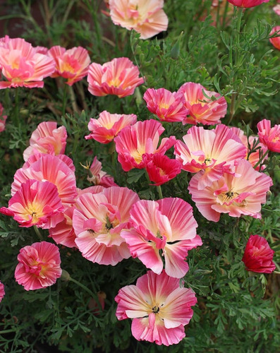 Semillas Amapola Rosa - Envíos