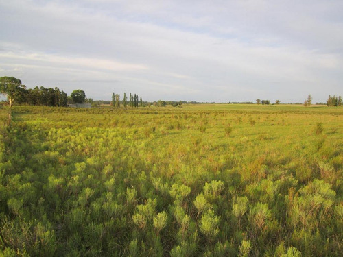 Imagen 12 de 18 de Campo Pegado A Tala, 22 Hás