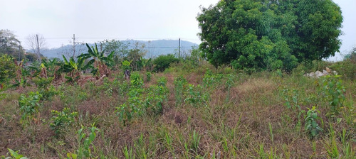 Terreno En Renta De Terreno A Pie De Carretera En Sebastopol Tuxtepec Oaxaca