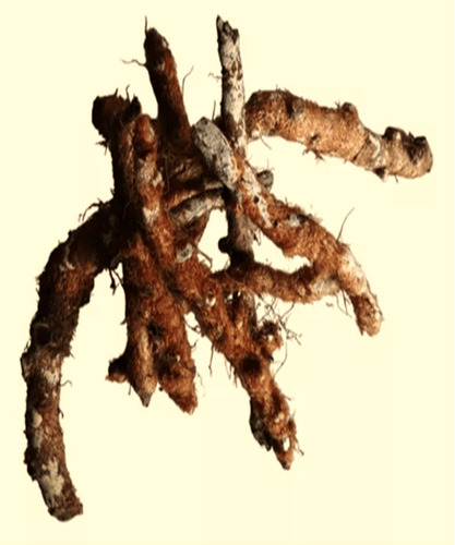 Raiz De Calahuala : 3 Kg