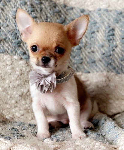 Chihuahua 12 Blanco