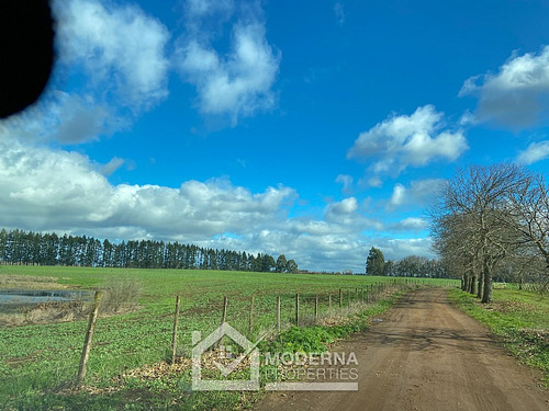 Campo 964 Ha. Con Uva, Forestal Y Forraje