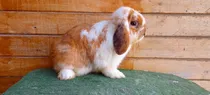 Comprar Conejos Lops Adultos