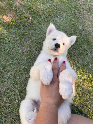 Vendo Filhotes De Husky Siberiano