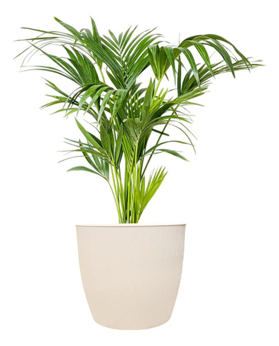 Maceta Ta Plastic Linea Paris 22 - Diseño Ideal Para Plantas Beige Paris 22