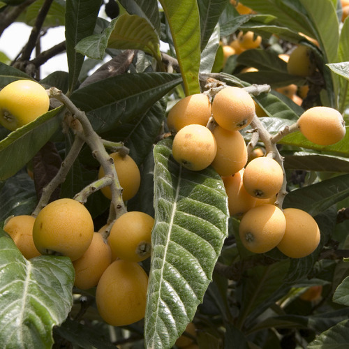 Árbol De Mandarina Satsuma Iwasaki