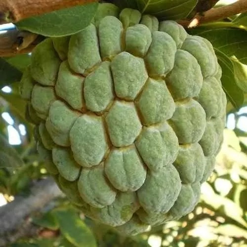 Pinha Gigante (ata) Fruta Do Conde, 200 Sementes Para Mudas