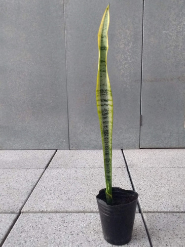 Planta Lengua D Suegra Sansevieria Purif Aire D Toxinas 54cm