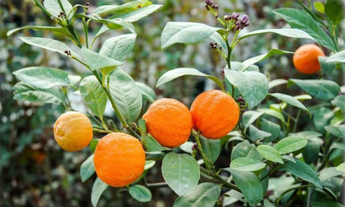 Limón Paraguayo - Limón Mandarina