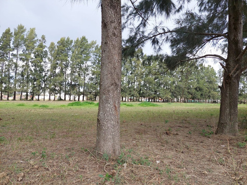 Terreno En Venta De 300 M2 Fighiera