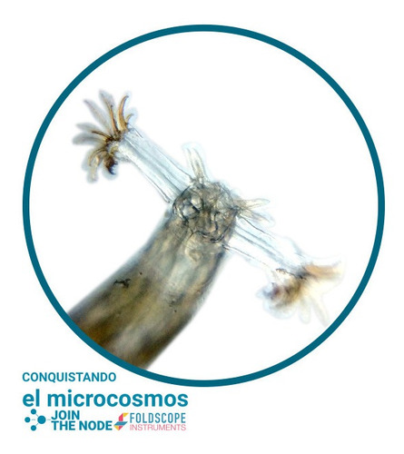 Imagen 7 de 8 de Foldscope Con Kit De Lupa Led