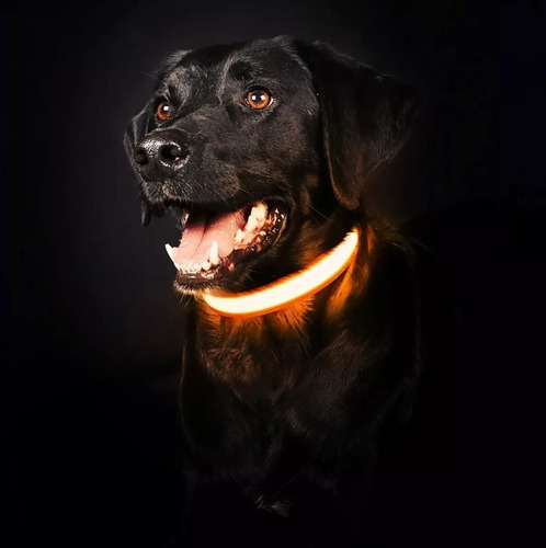 Collar/correa P/perro Con Luz Led Seguridad Paseo Nocturno