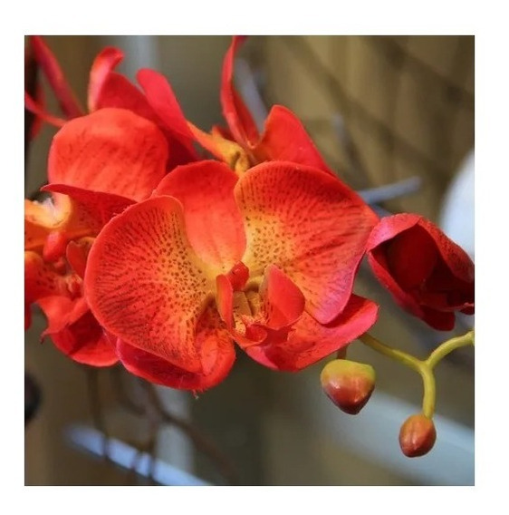 Orquidea Roxa | MercadoLivre 📦