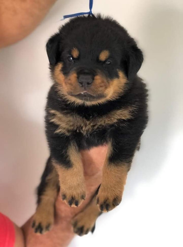 Filhotes De Rottweiler