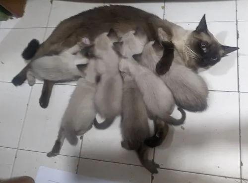 Gaticos Siameses En Venta