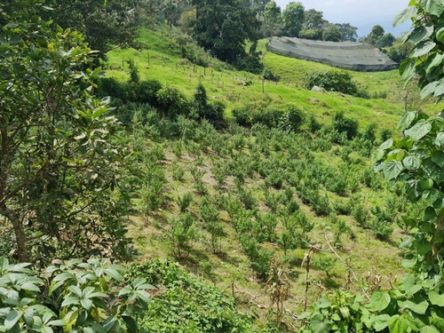 Imagen 14 de 14 de Finca En Cachipay Cundinamarca