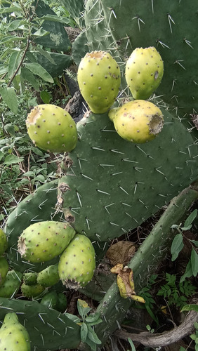 30 Semillas Nopal Tuna Blanca, 3 Variedades (10 C/u), Nv