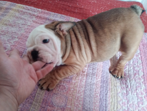 Vendo Cachorra Bulldog Ingles Con Kca Marrón Y Blanca