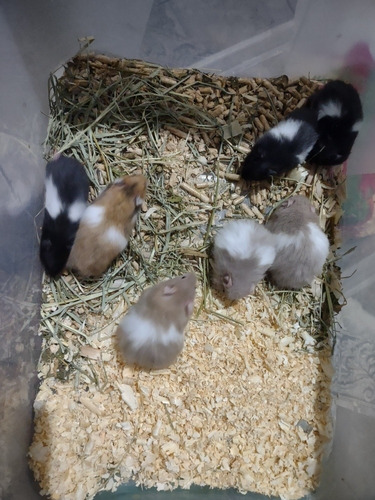 Hamster Sírios Filhotes