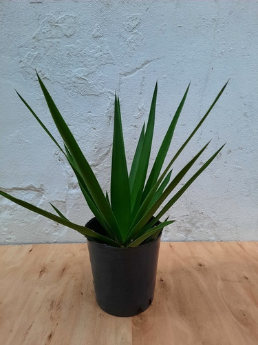 Yuca En Maceta Soplada De 3 Lts - En Olivos