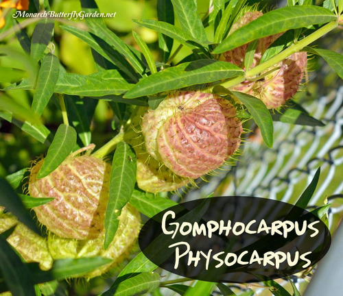 Imagem 6 de 10 de Sementes De Planta Balão - Saco De Velho - Asclepias Flor