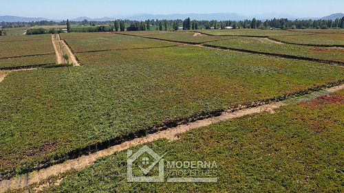 Predio 68.5 Ha En Cam La Montaña Con Parrones En Producción