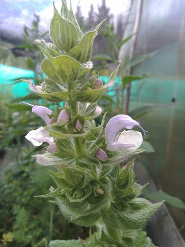 Semillas De Salvia Sclarea X 12 U.