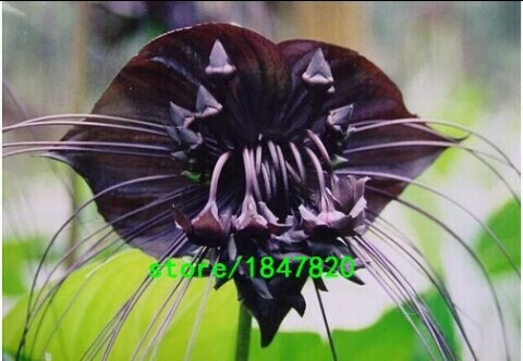 100sementes Orquídea Negra Flor Morcego Para Mudas.rara... | MercadoLivre