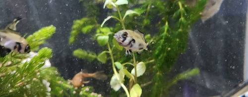 Pez Oscar Astronotus Albino Chico Blanco