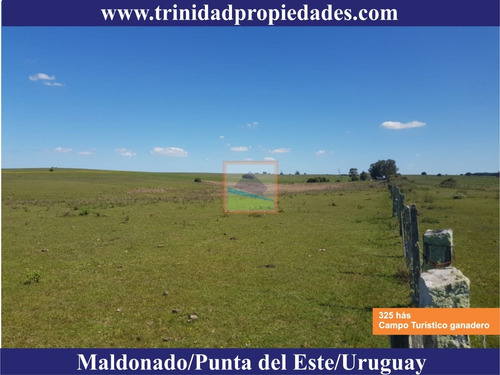 Imagen 13 de 14 de 325 Hás Campo Ganadero Criador