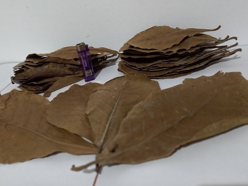 Hojas Secas (almendro Indio) Pack Por 60 Hojas