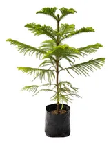Comprar Planta Pinos En Macetas Grandes