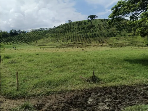 Se Vende Finca Vía Barragan - Rio Verde