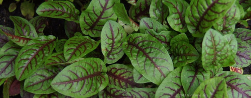 Imagem 6 de 7 de 40 Sementes De Azedinha Veias Vermelhas Almeirão Roxo Rumex