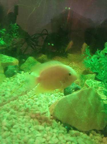 Pez Severum Hermoso/ Cambio 